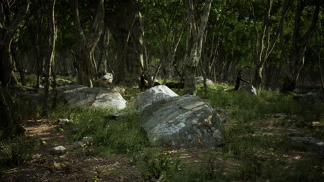 Boulders-in-green-grass-overgrown-with-green-moss