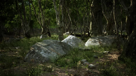 Forest-in-darkness-with-grass-and-rocks