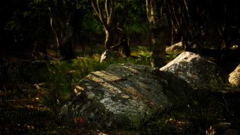 Forest-in-darkness-with-grass-and-rocks