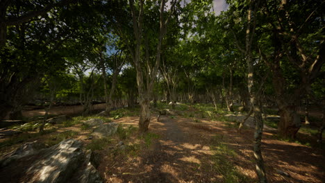 Hermoso-Bosque-De-Verano-Con-Diferentes-árboles
