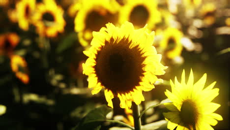 Wunderschönes-Feld-Blühender-Sonnenblumen-Vor-Dem-Goldenen-Licht-Des-Sonnenuntergangs