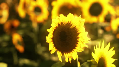 Sonnenblumenfeld-Während-Des-Sonnenuntergangs