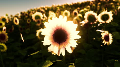 Feld-Mit-Sonnenblumen-Und-Sonnenuntergang