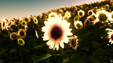 Viele-Leuchtend-Gelbe-Große-Sonnenblumen-Auf-Plantagenfeldern-Bei-Sonnenuntergang