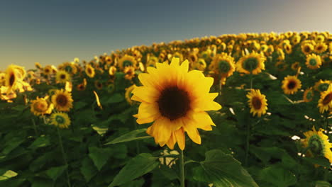 field-of-sunflowers-and-sunset