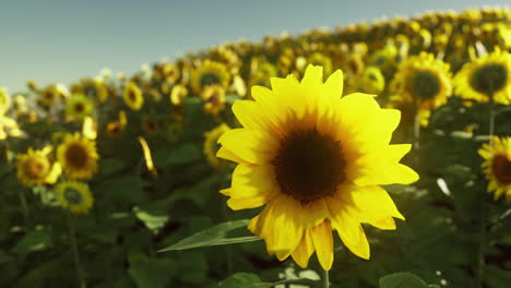 many-bright-yellow-big-sunflowers-in-plantation-fields-on-sunset