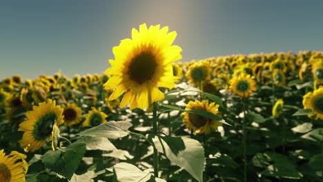 Wunderschönes-Feld-Blühender-Sonnenblumen-Vor-Dem-Goldenen-Licht-Des-Sonnenuntergangs