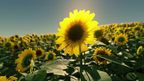 field-of-sunflowers-and-sunset