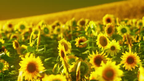 Sunflower-fields-in-warm-evening-light