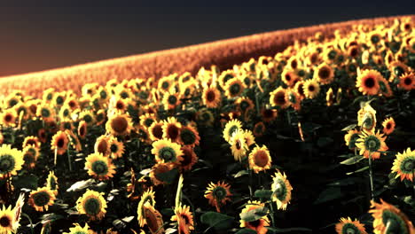 Sonnenblumenfeld-Bei-Dramatischem-Sonnenuntergang