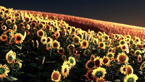 Sonnenblumenfeld-Im-Goldenen-Licht-Der-Untergehenden-Sonne-Getaucht