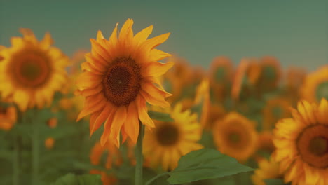 Herrliche-Szene-Mit-Leuchtend-Gelben-Sonnenblumen-Am-Abend