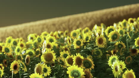 sunflower-field-at-the-dramatic-sunset