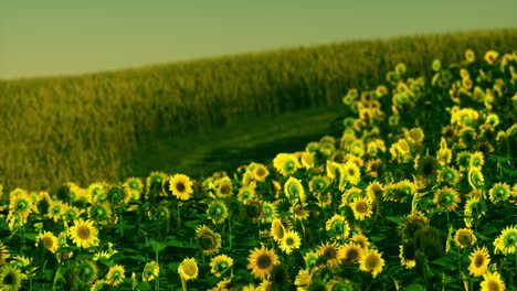 Feld-Blühender-Sonnenblumen-Auf-Einem-Hintergrundsonnenuntergang