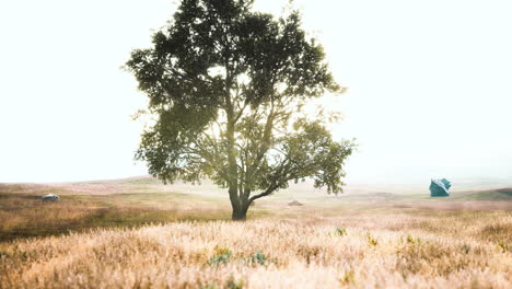 árbol-De-Otoño-Oscuro-Y-El-Campo-De-Hierba-Amarilla