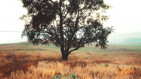 Dunkler-Herbstbaum-Und-Das-Gelbe-Grasfeld