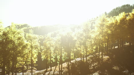 bright-sunset-in-the-mountains-with-yellow-forest