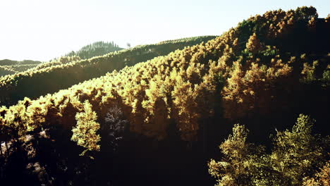 Wunderschöner-Orangefarbener-Und-Roter-Herbstwald