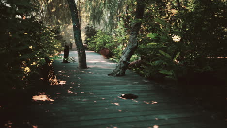 Holzwanderweg,-Der-Durch-Einen-Wunderschönen-Herbstwald-Führt