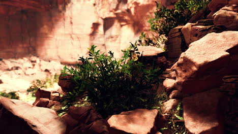 View-from-inside-a-dark-cave-with-green-plants-and-light-on-the-exit