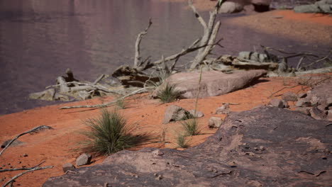 Bäume-In-Der-Nähe-Des-Colorado-River-Im-Grand-Canyon
