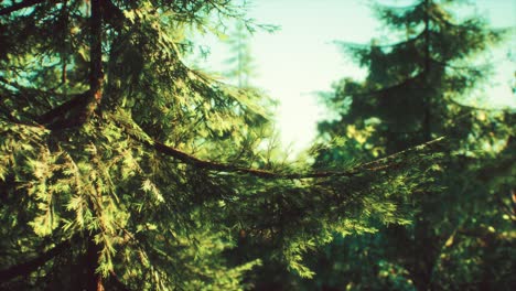 Grüne-Kegelbäume-Im-Hellen-Sonnenlicht