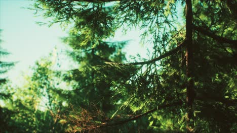 Grüne-Kegelbäume-Im-Hellen-Sonnenlicht