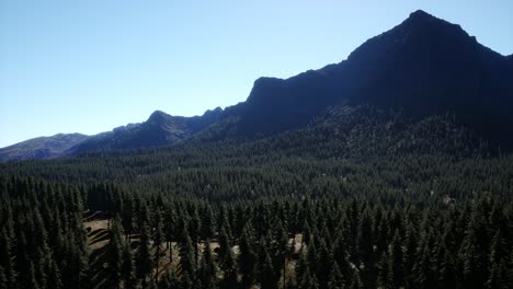panorama-of-cone-forest-at-mountains