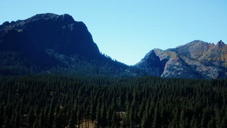 Panorama-Del-Bosque-De-Conos-En-Las-Montañas