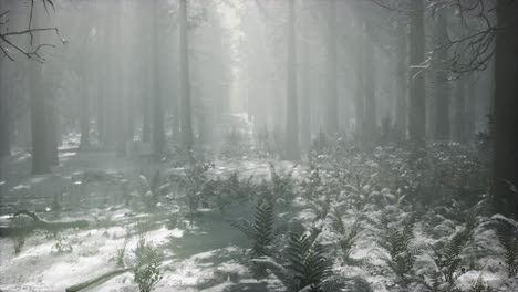 Bosque-Cubierto-De-Nieve-De-Invierno-En-Un-Día-Nublado