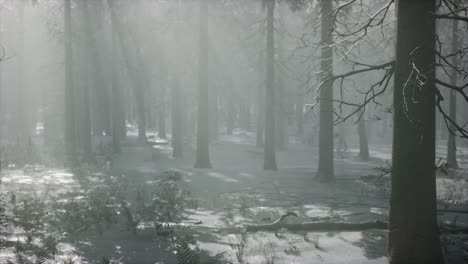 Bosque-Cubierto-De-Nieve-De-Invierno-En-Un-Día-Nublado