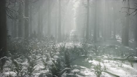 Winter-Verschneiter-Wald-An-Einem-Bewölkten-Tag