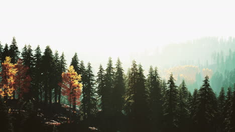 hillside-with-coniferous-forest-among-the-fog-on-a-meadow-in-mountains