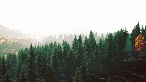fir-trees-on-meadow-between-hillsides-with-conifer-forest-in-fog