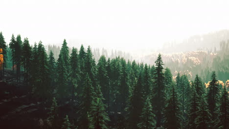 hillside-with-coniferous-forest-among-the-fog-on-a-meadow-in-mountains