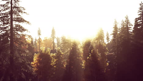 sunlight-in-spruce-forest-in-the-fog-on-the-background-of-mountains-at-sunset