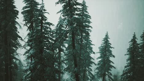 árboles-De-Cono-Cubiertos-De-Nieve-De-Invierno-En-La-Ladera-De-La-Montaña