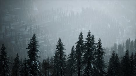 Winterschnee-Bedeckte-Kegelbäume-Am-Berghang