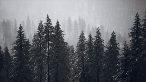 árboles-De-Cono-Cubiertos-De-Nieve-De-Invierno-En-La-Ladera-De-La-Montaña