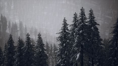 Winterschnee-Bedeckte-Kegelbäume-Am-Berghang