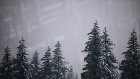 winter-snow-covered-cone-trees-on-mountainside