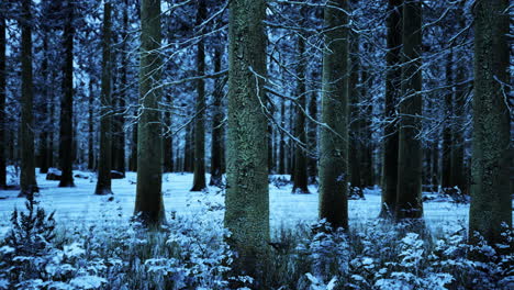 Winter-In-Einem-Fichtenwald,-Bedeckt-Mit-Weißem,-Flauschigem-Schnee
