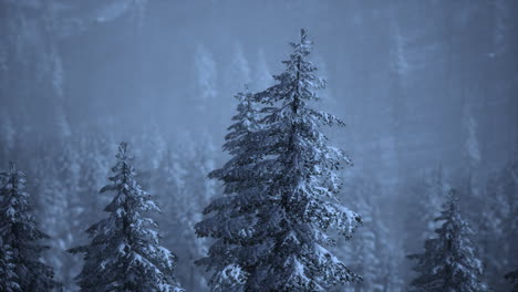 Morning-winter-forest-in-Carpathian-Mountains