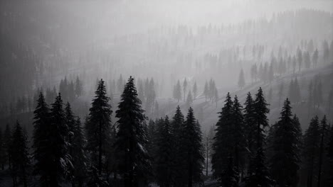 Carpatian-mountains-fog-and-mist-at-the-pine-forest