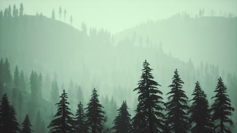 fir-forest-on-a-foggy-day