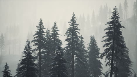 Carpatian-mountains-fog-and-mist-at-the-pine-forest