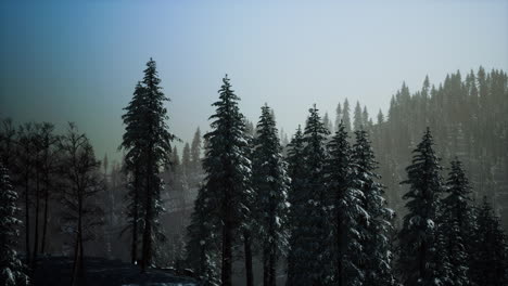 Morning-winter-forest-in-Carpathian-Mountains
