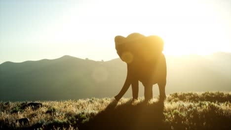 old-african-elephant-walking-in-savannah-against-sunset