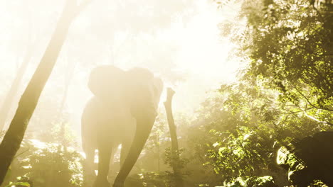 Elefante-En-Bosque-Tropical-Con-Niebla