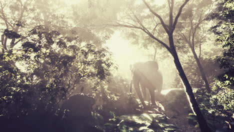 slow-motion-view-of-elephant-in-sun-light